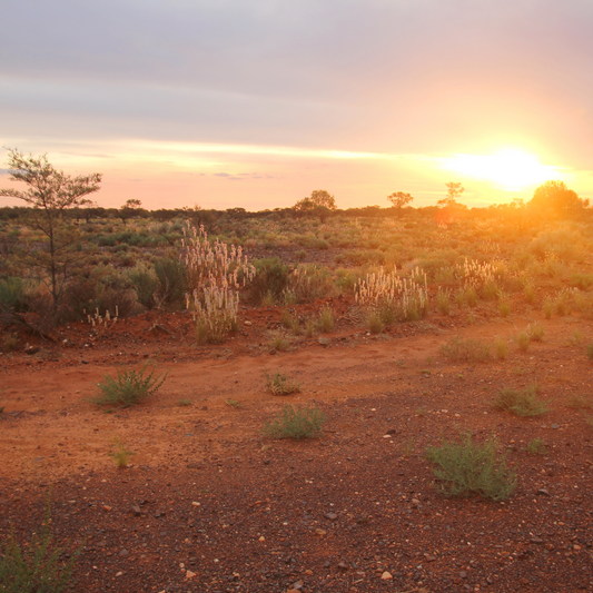 Tragic Discovery in Remote Queensland: Prospectors Found Deceased