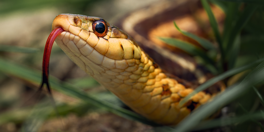 Snake Bites: What to Do If You Get Bitten